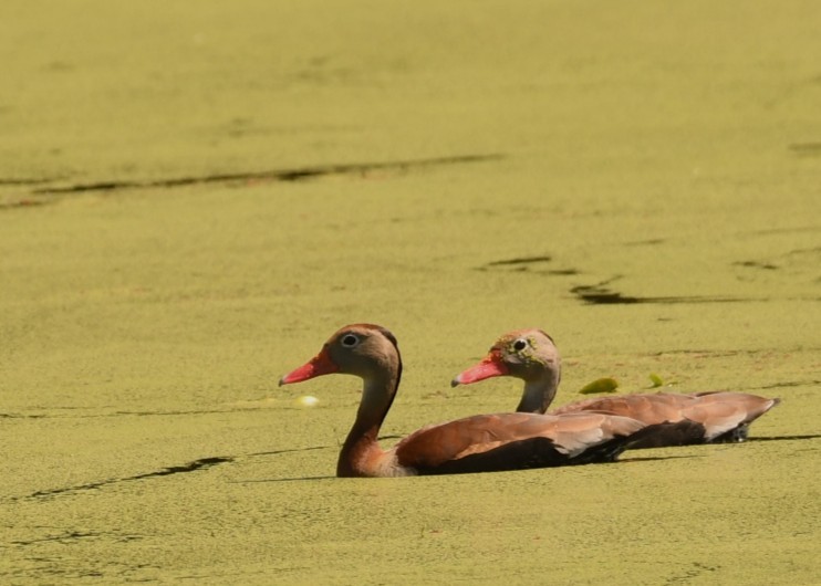Black-bellied Whistling-Duck - ML643866018