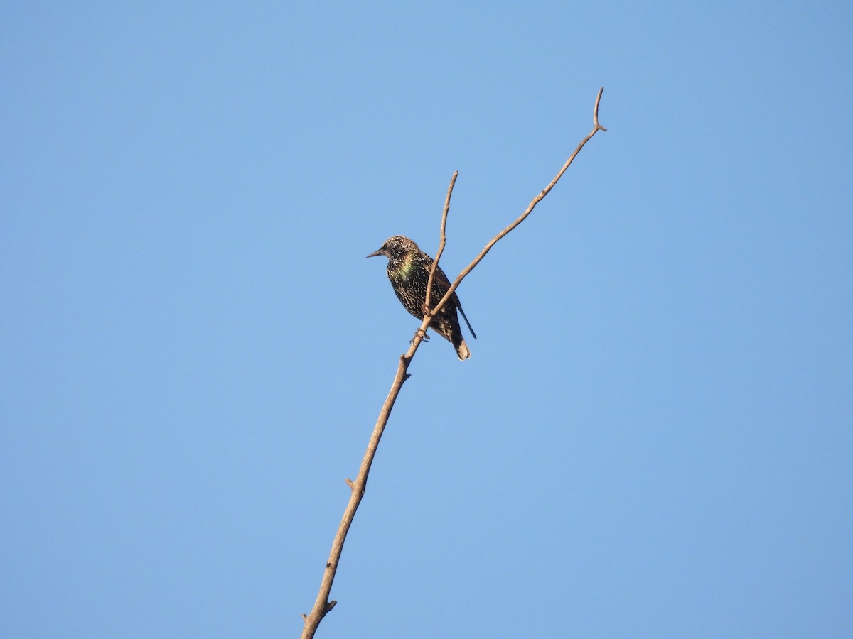 European Starling - ML643866031