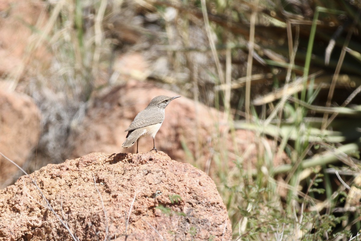 Rock Wren - ML643866037