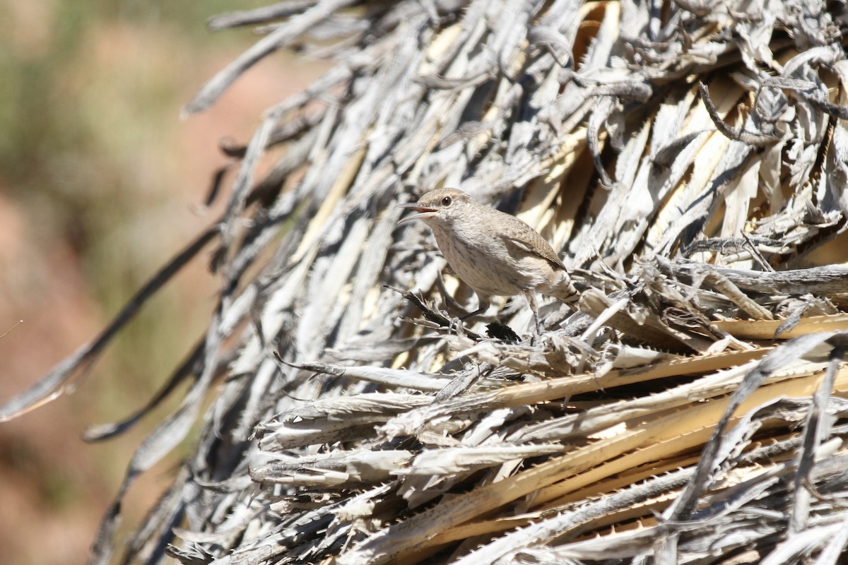 Rock Wren - ML643866038