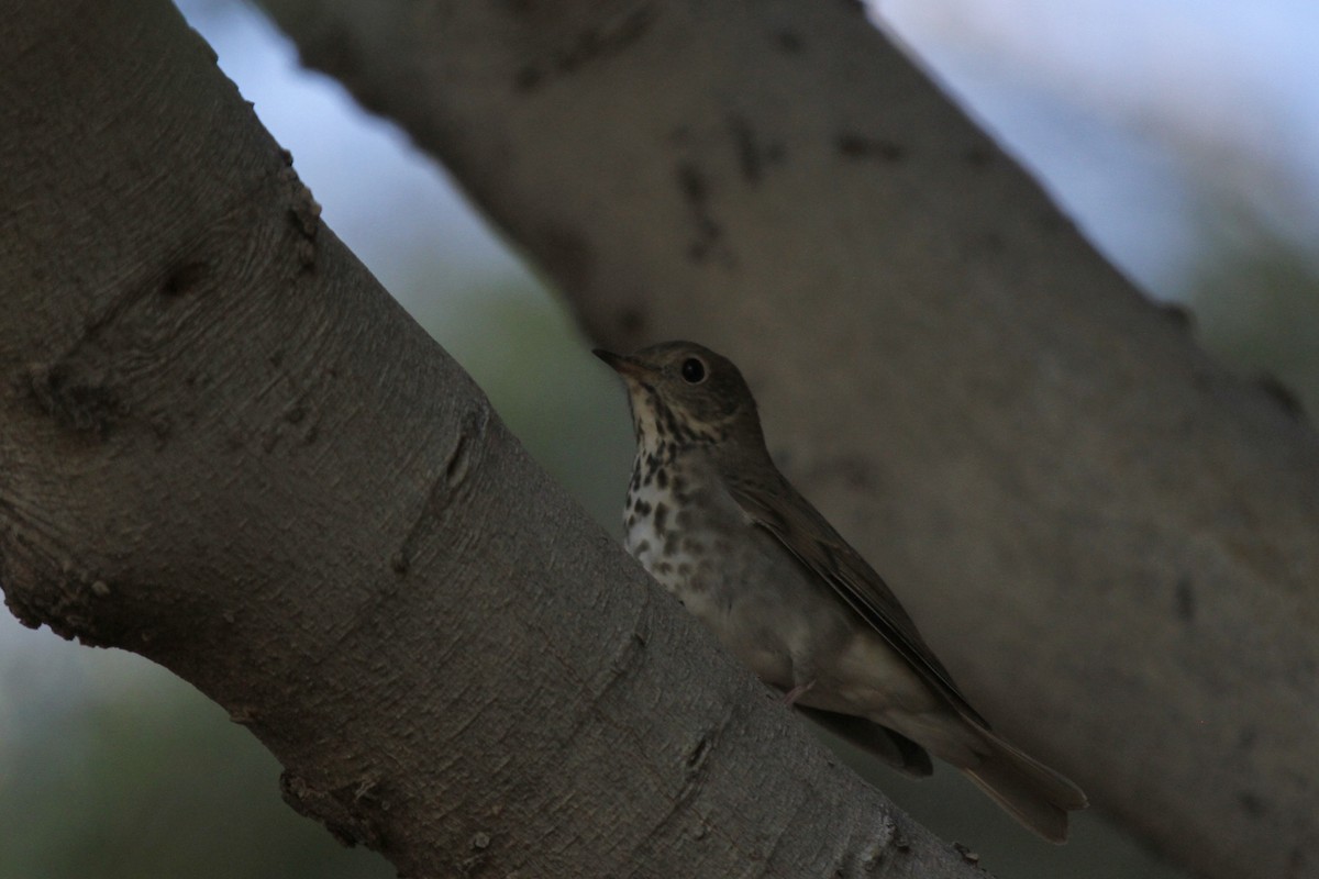 Hermit Thrush - ML643866042