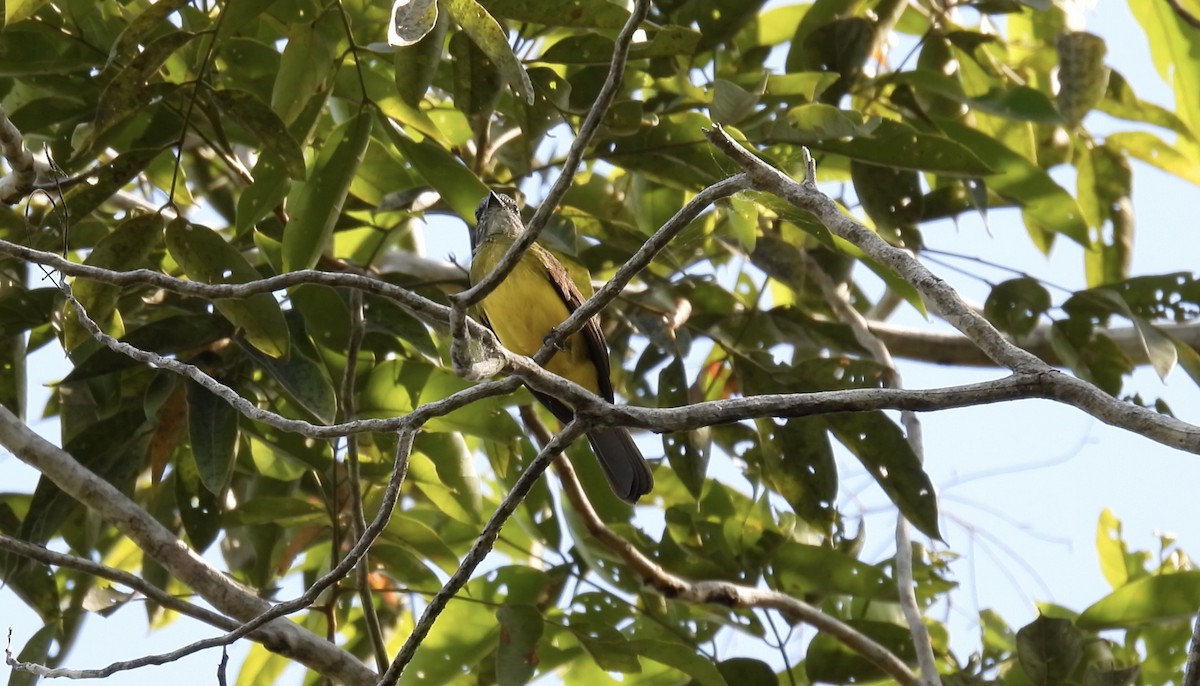 Dusky-chested Flycatcher - ML643866046