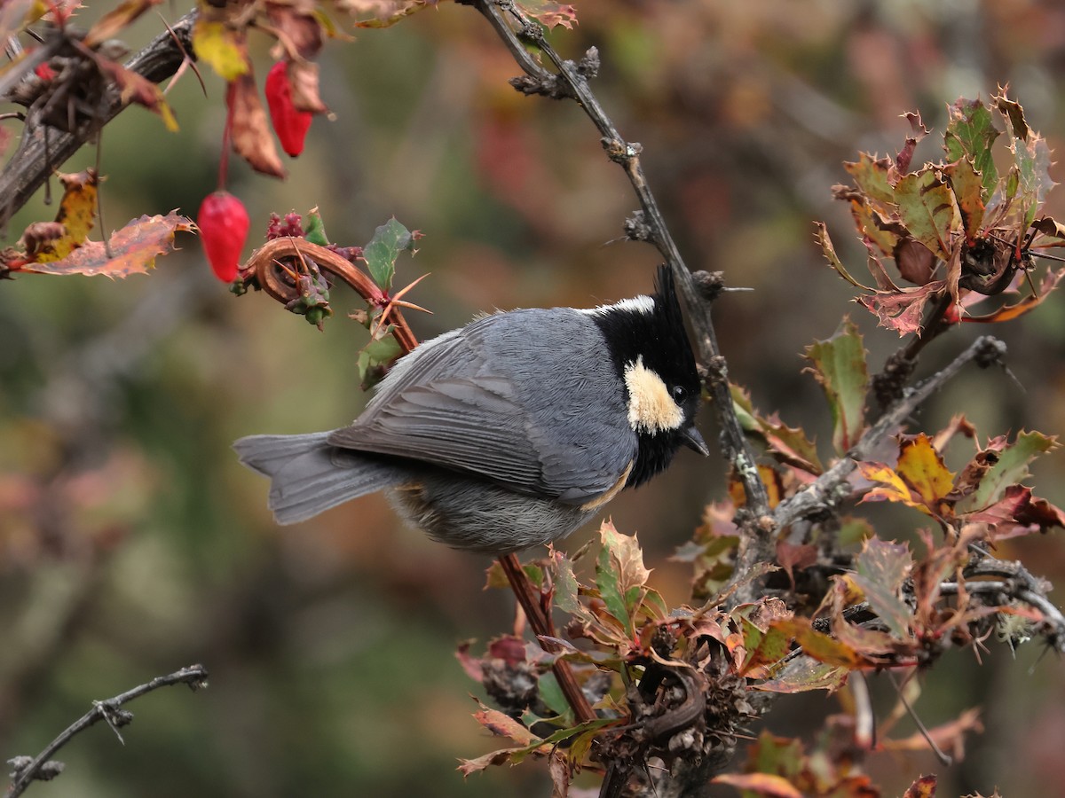 Rufous-vented Tit - ML643866050
