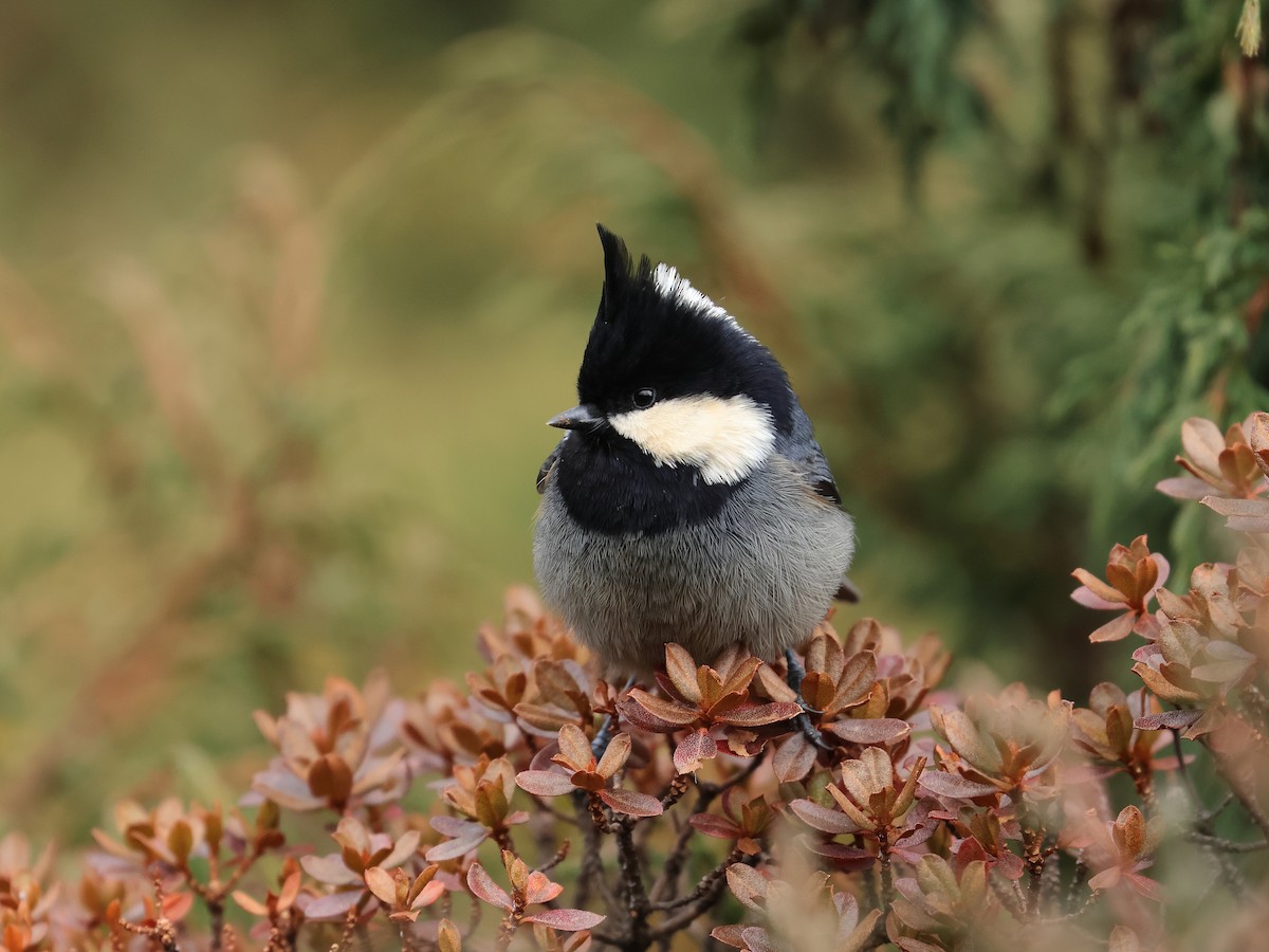 Rufous-vented Tit - ML643866051
