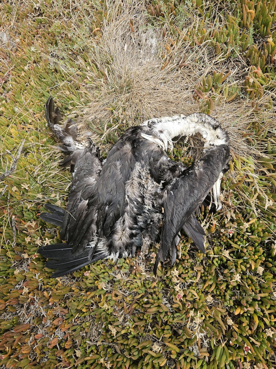 kormorán pestrý - ML643866058