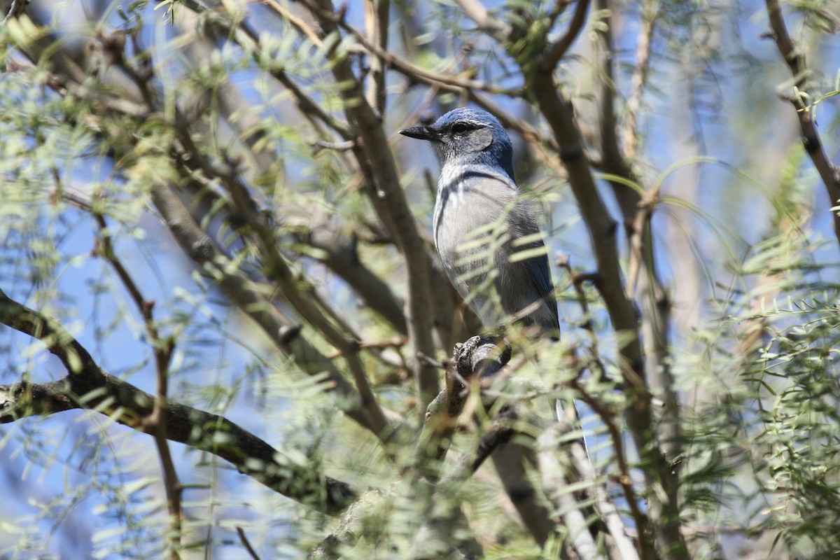 Woodhouse's Scrub-Jay - ML643866064