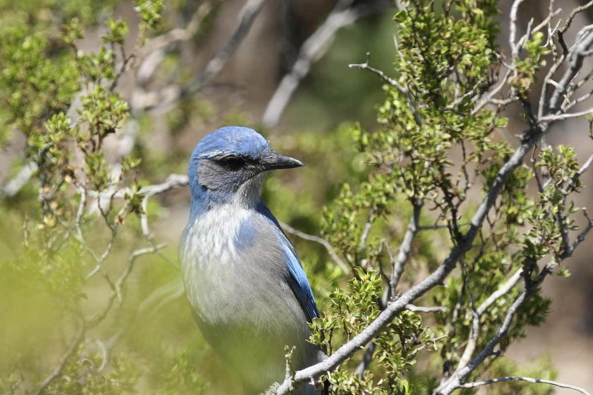 Woodhouse's Scrub-Jay - ML643866065