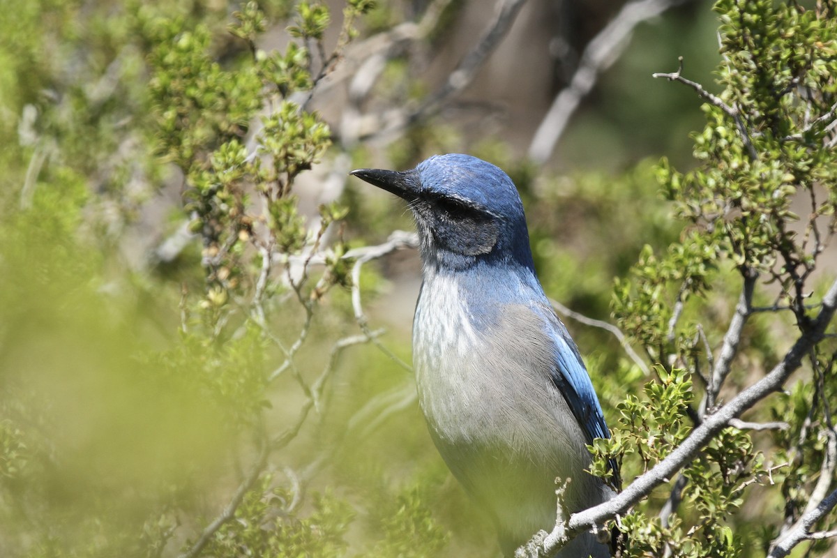 Woodhouse's Scrub-Jay - ML643866066