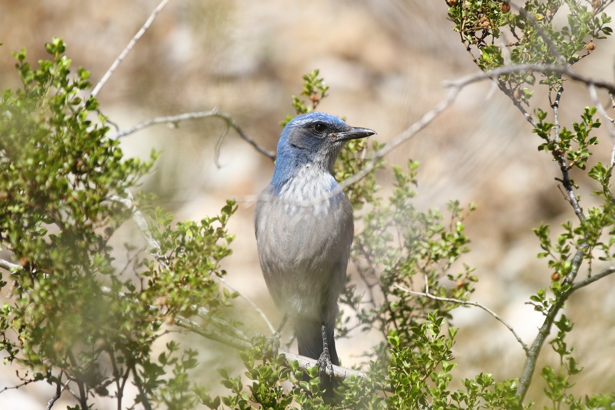 Woodhouse's Scrub-Jay - ML643866067