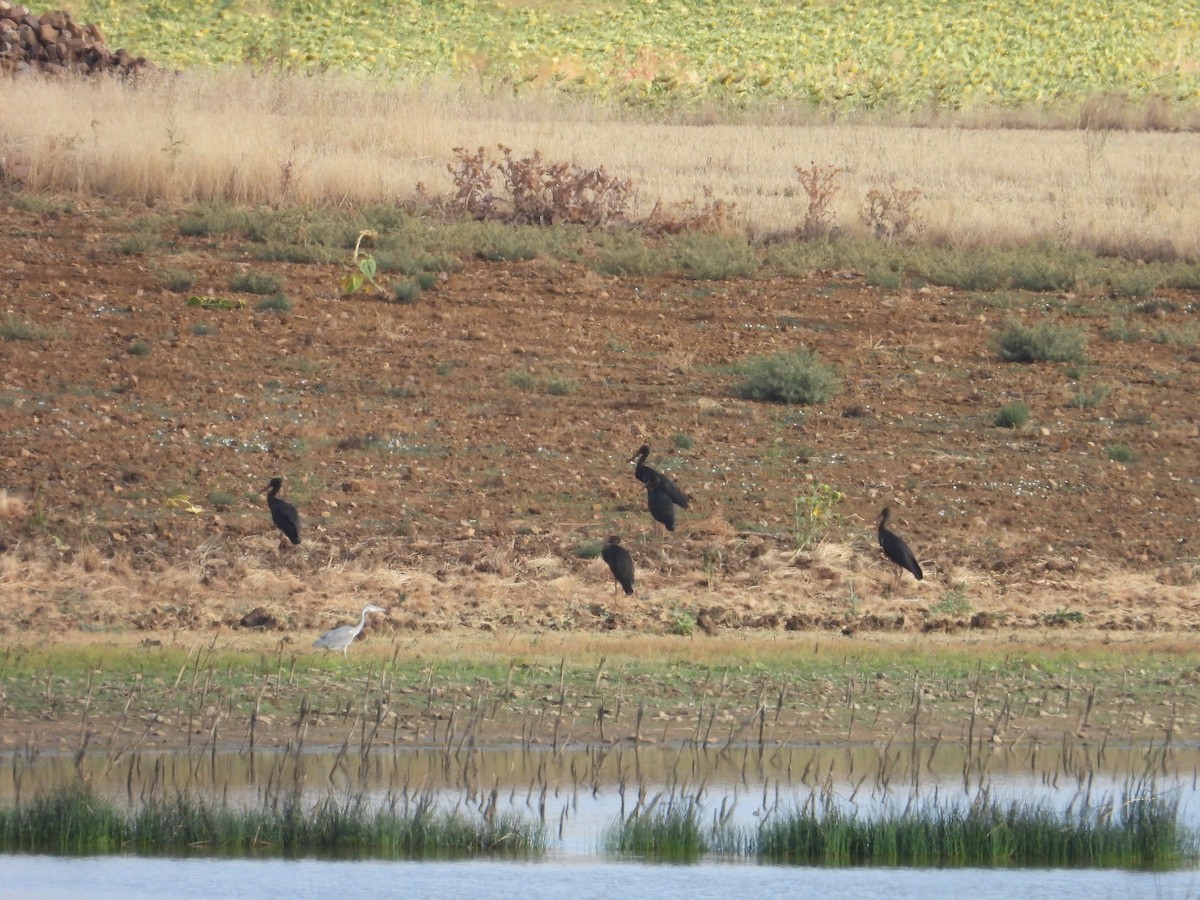 Black Stork - ML643866072