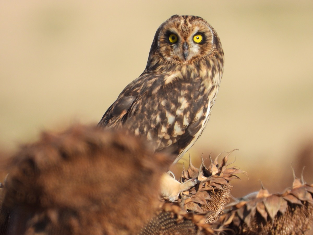 Short-eared Owl - ML643866077