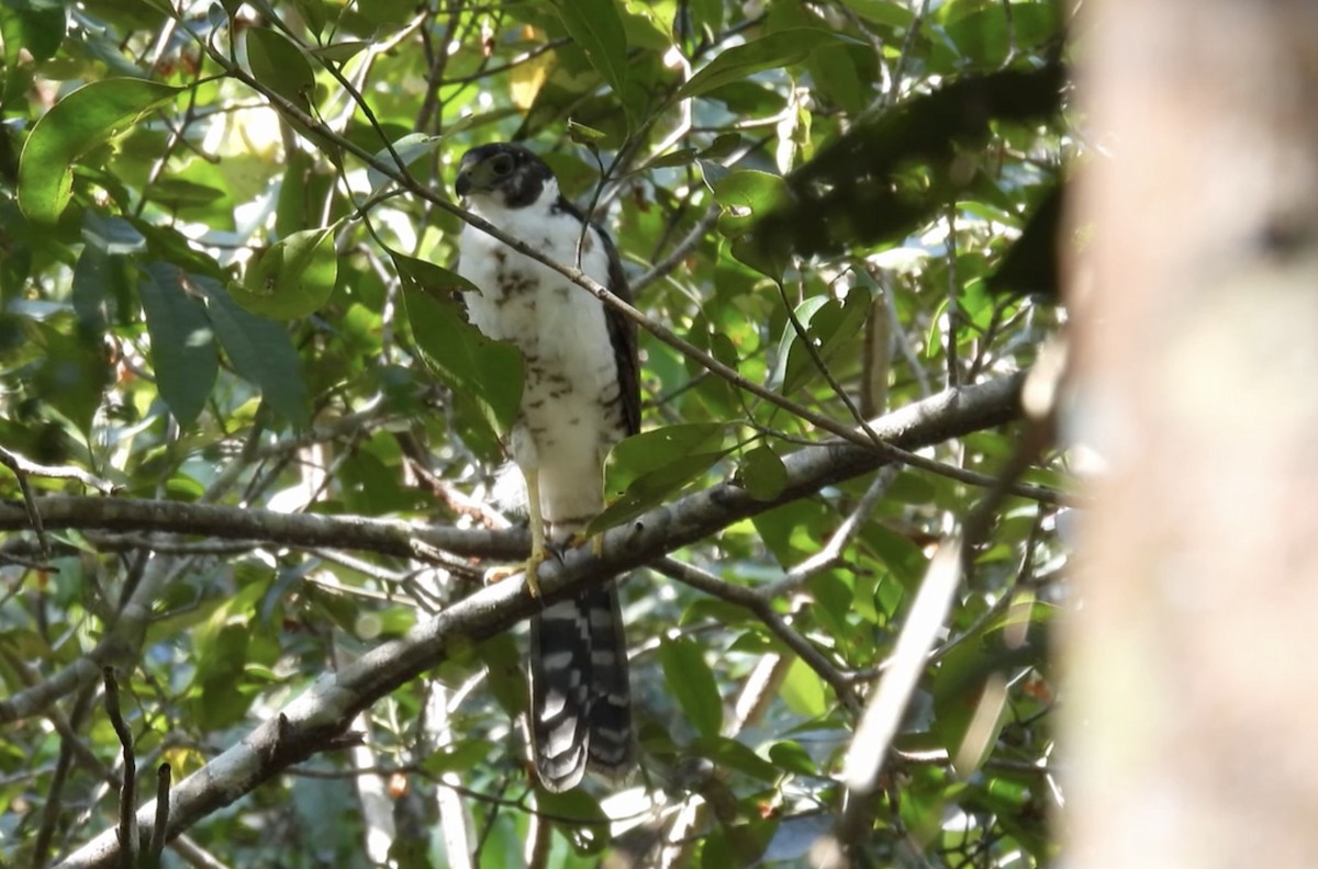 Collared Forest-Falcon - ML643866082