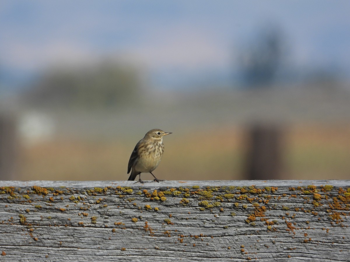 American Pipit - ML643866086