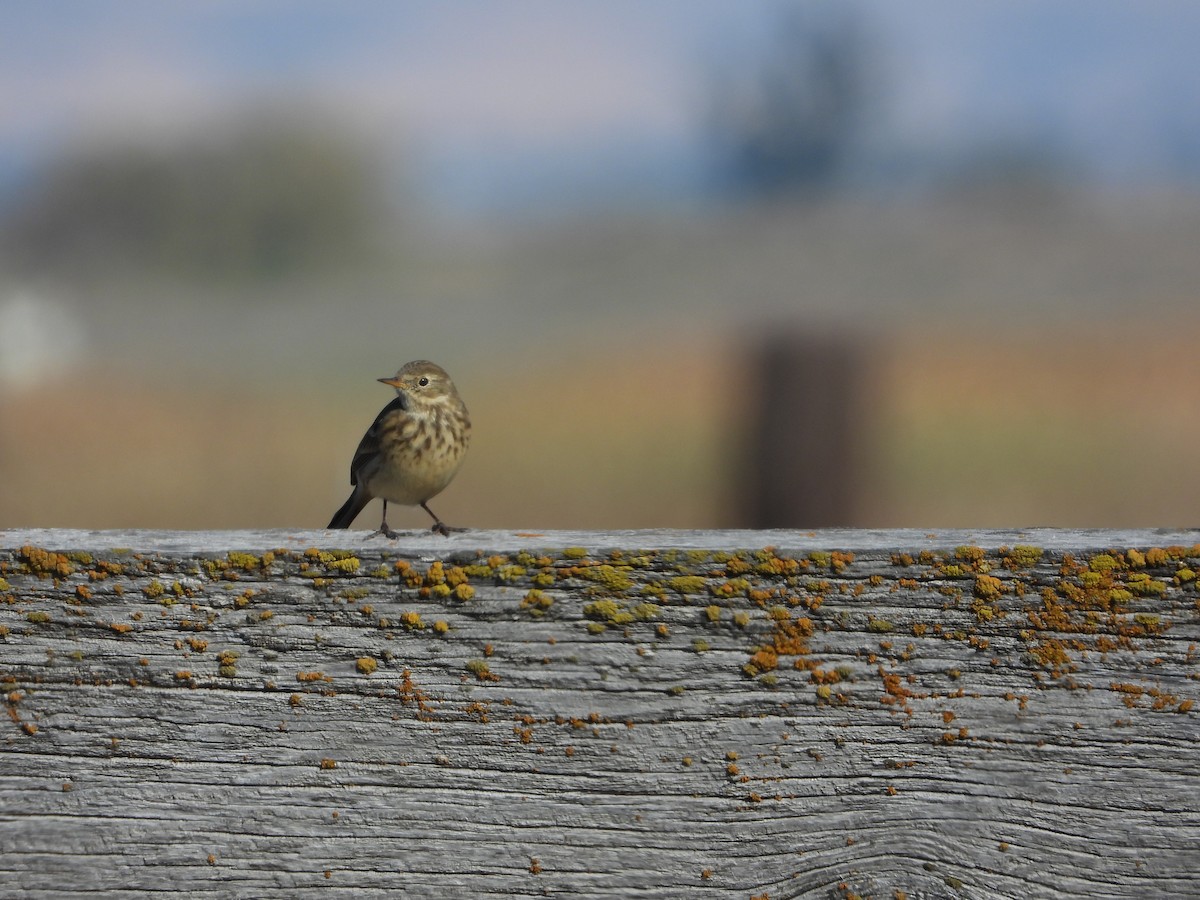 American Pipit - ML643866087