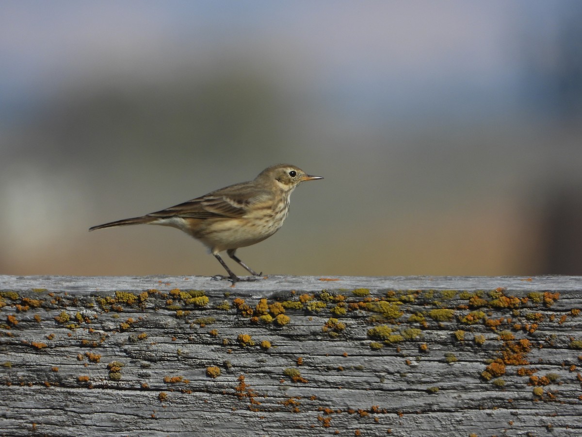 American Pipit - ML643866088