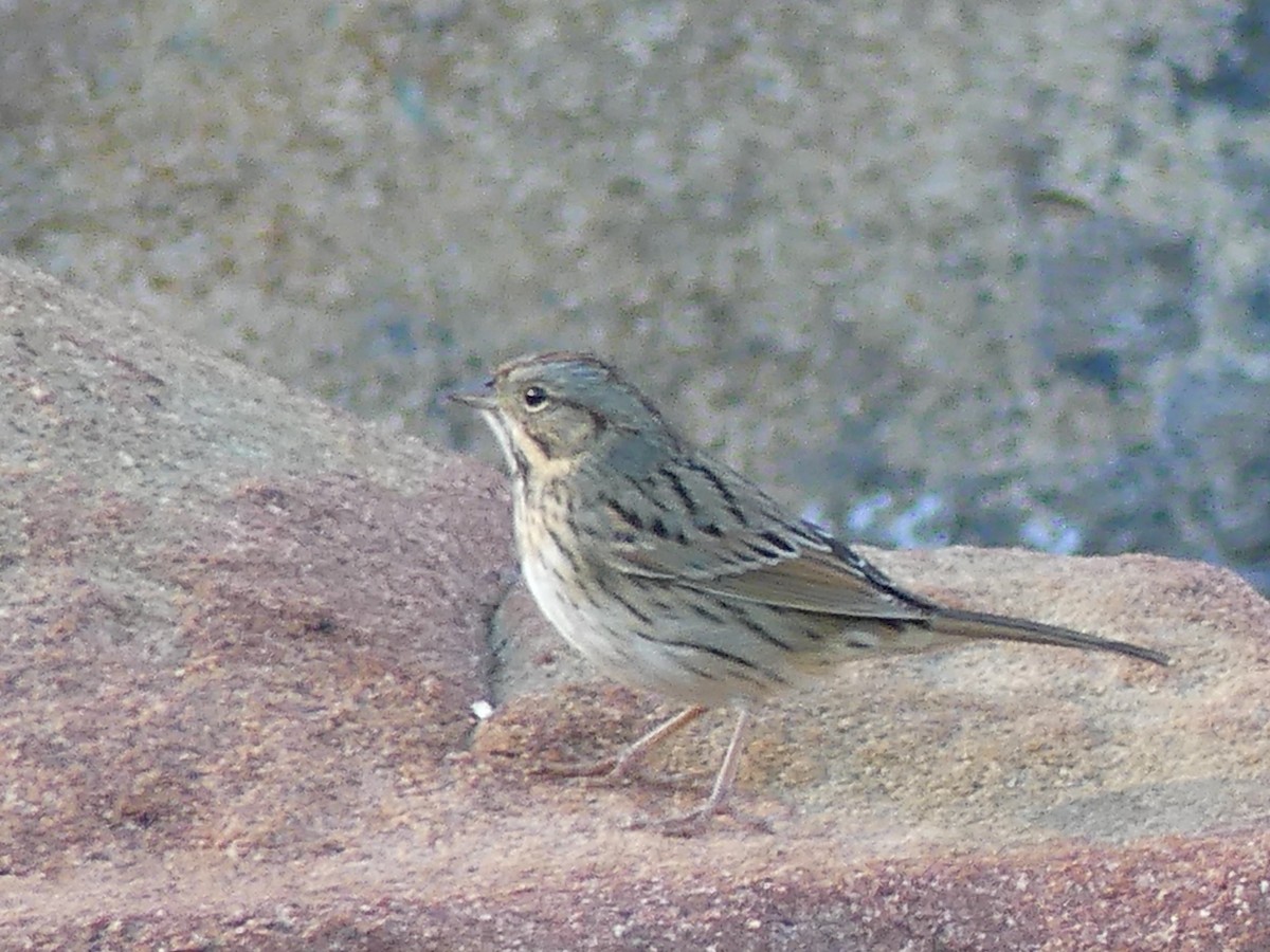Lincoln's Sparrow - ML643866091