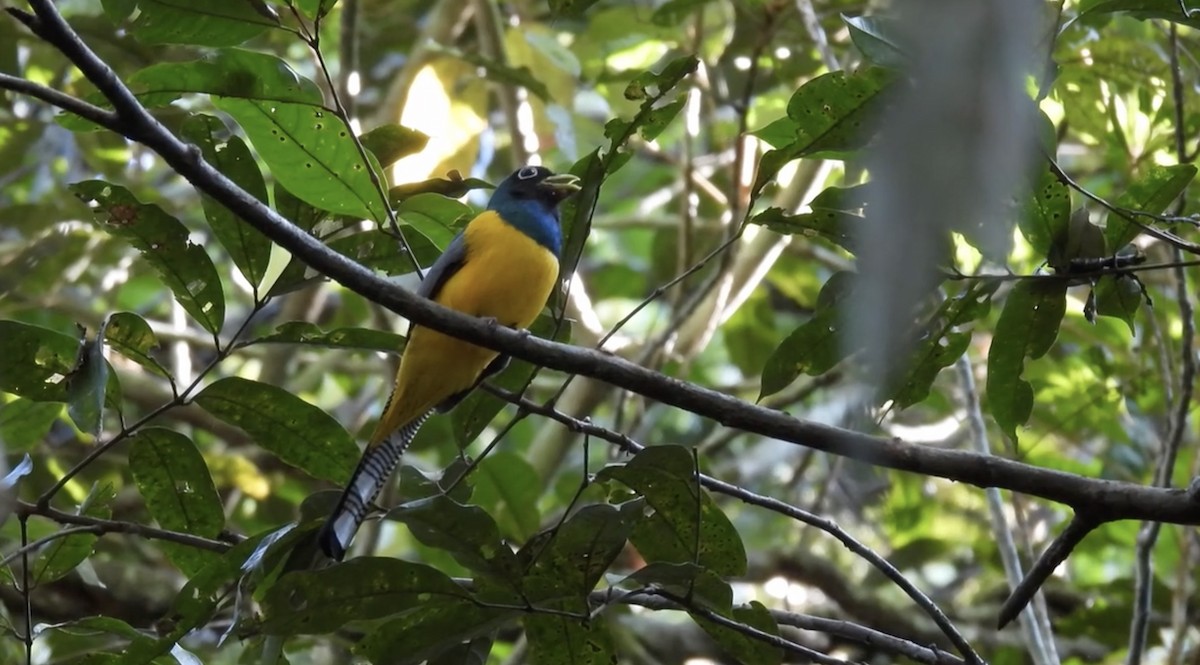 Amazonian Black-throated Trogon - ML643866096