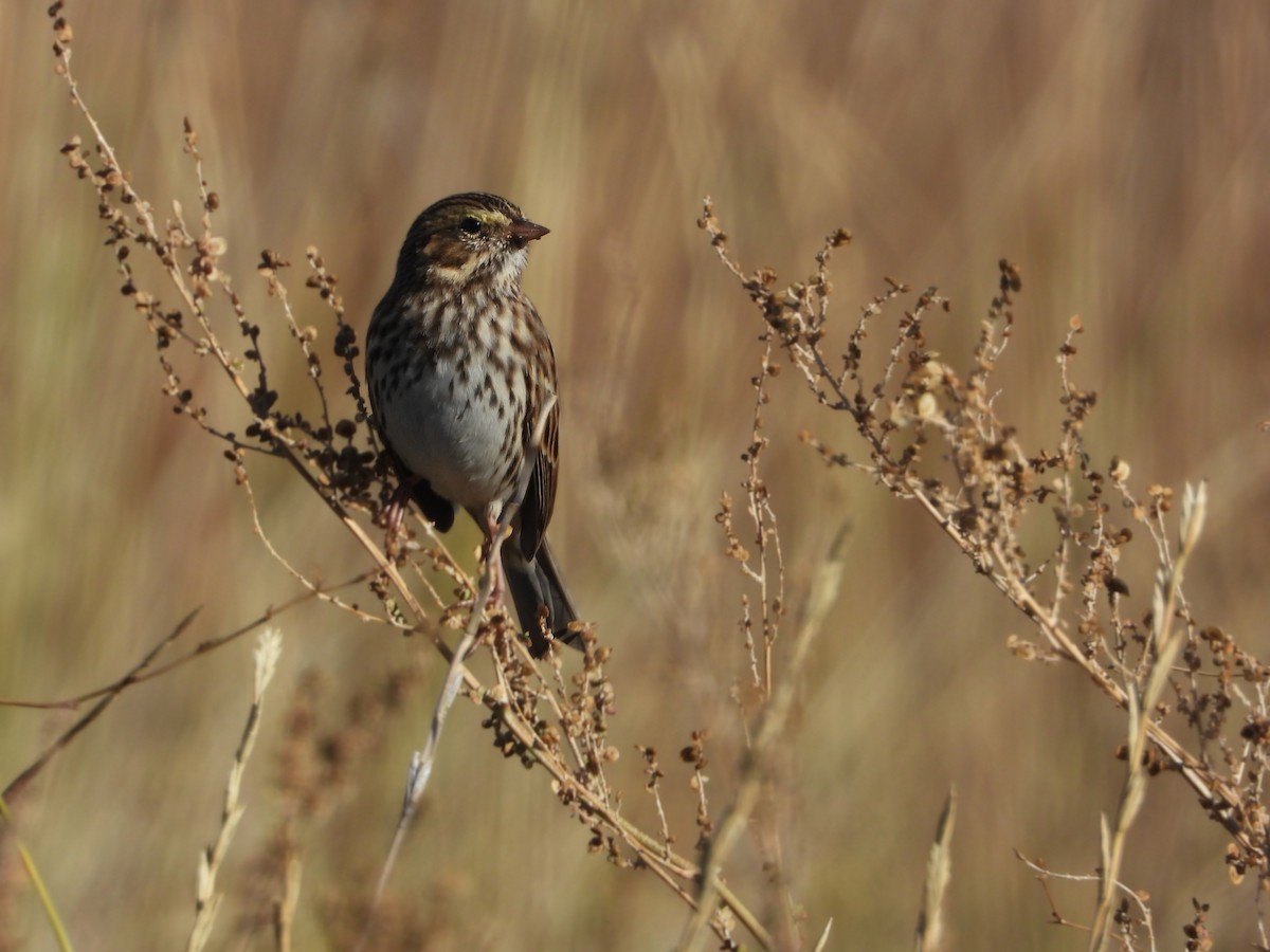 Savannah Sparrow - ML643866097