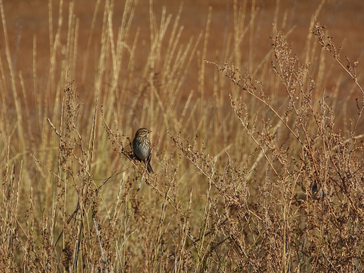 Savannah Sparrow - ML643866098