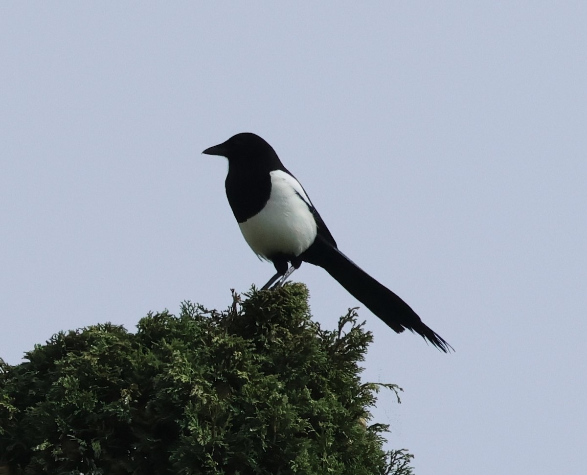 Eurasian Magpie - ML643866110