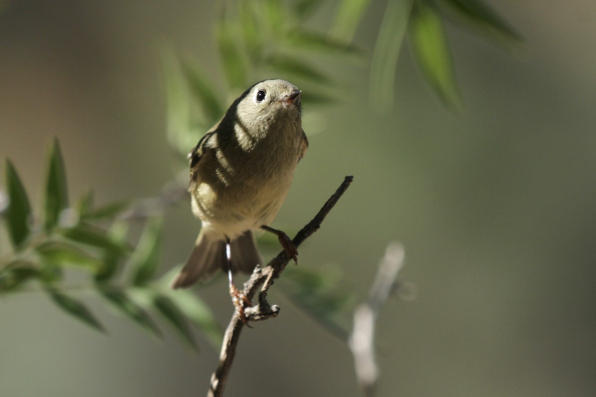 Ruby-crowned Kinglet - ML643866136