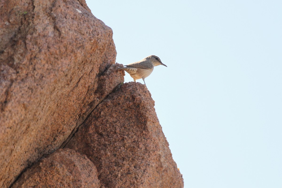Rock Wren - ML643866140
