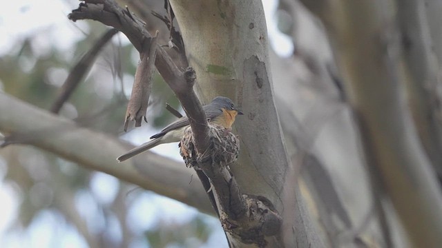 Leaden Flycatcher - ML643866176