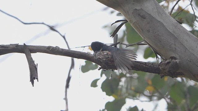 Leaden Flycatcher - ML643866177