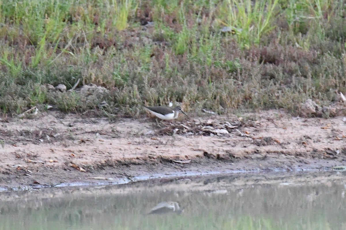 Common Sandpiper - ML643866179