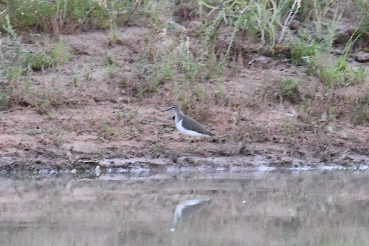 Common Sandpiper - ML643866180