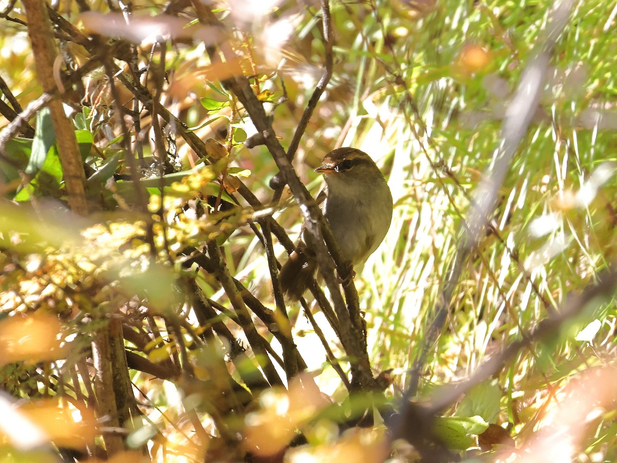 Chestnut-crowned Bush Warbler - ML643866190