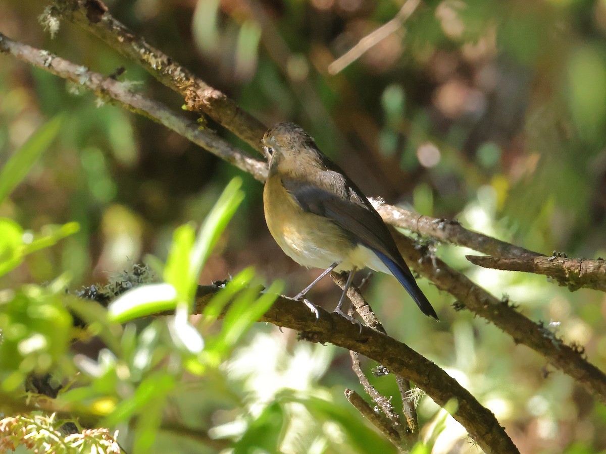 Rufous-breasted Bush-Robin - ML643866194