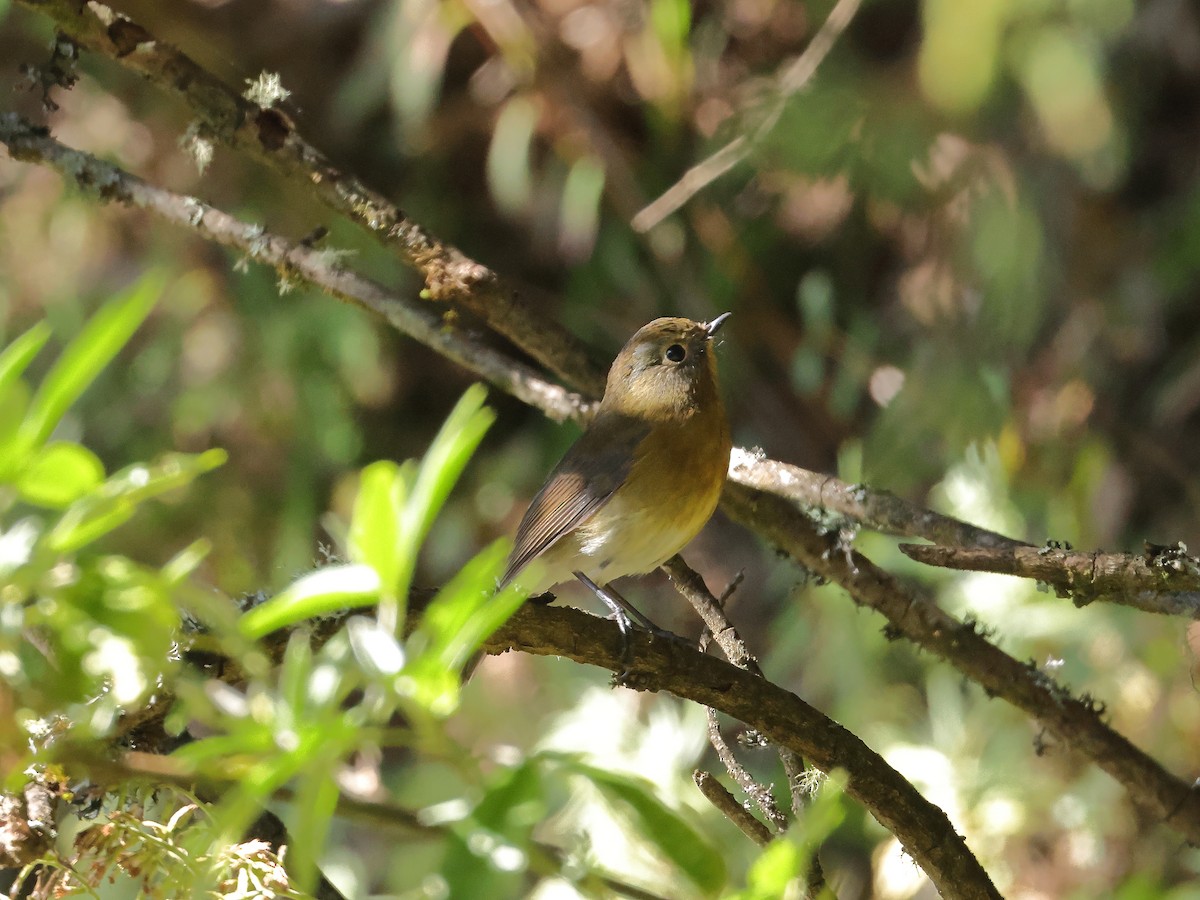 Rufous-breasted Bush-Robin - ML643866195