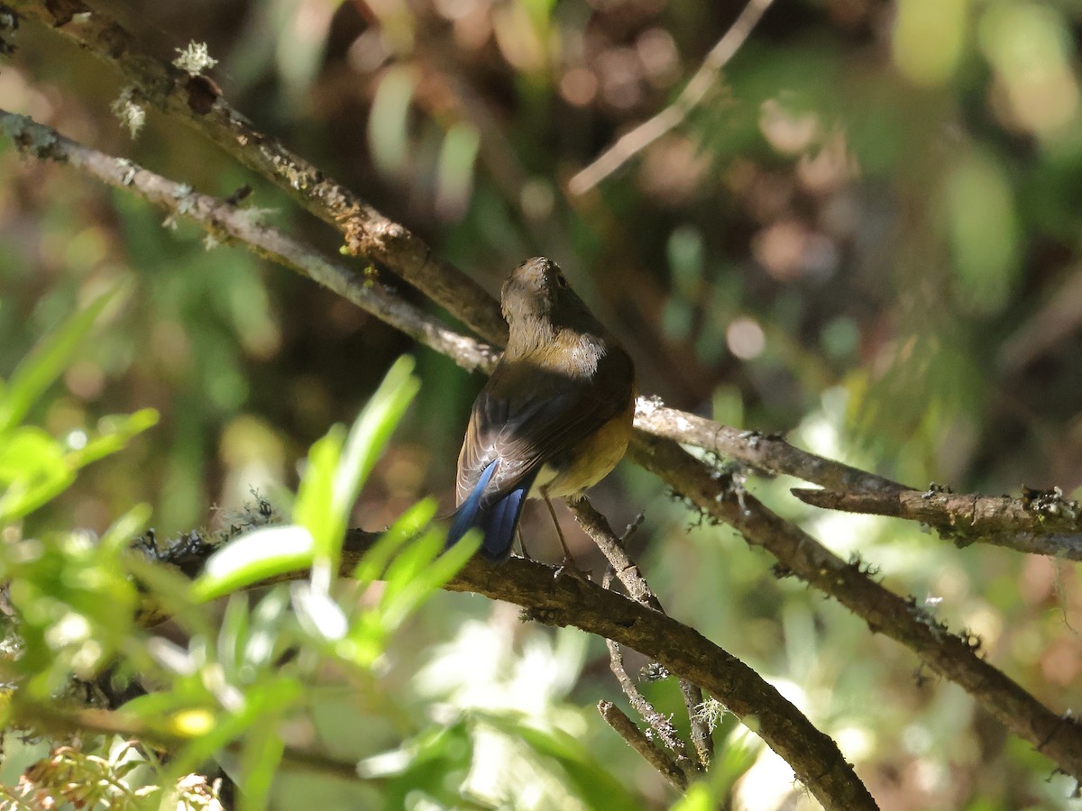 Rufous-breasted Bush-Robin - ML643866196