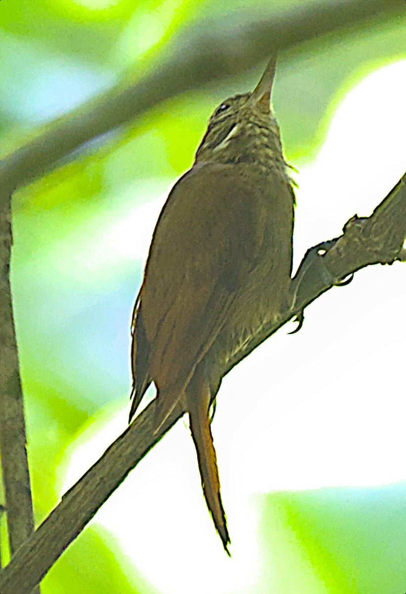 Northern Plain-Xenops - ML643866204