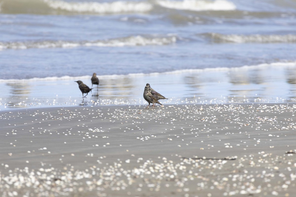 European Starling - ML643866206