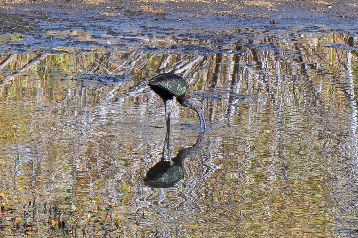 White-faced Ibis - ML643866207