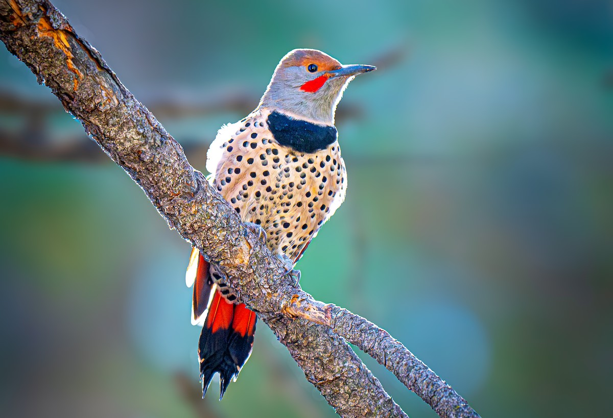 Northern Flicker (Red-shafted) - ML643866216