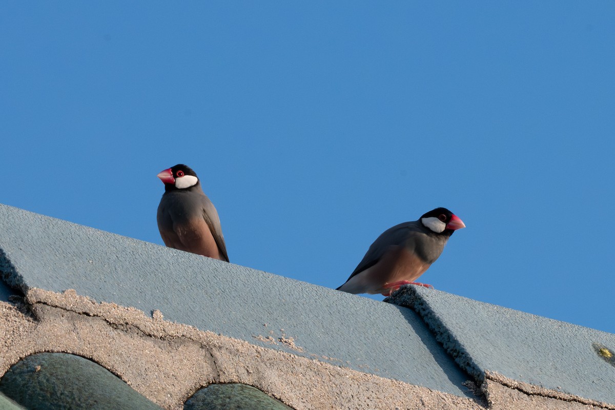 Java Sparrow - ML643866257