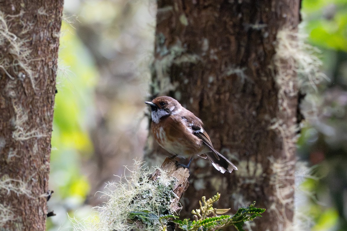 Hawaii Elepaio (Hilo coast) - ML643866274