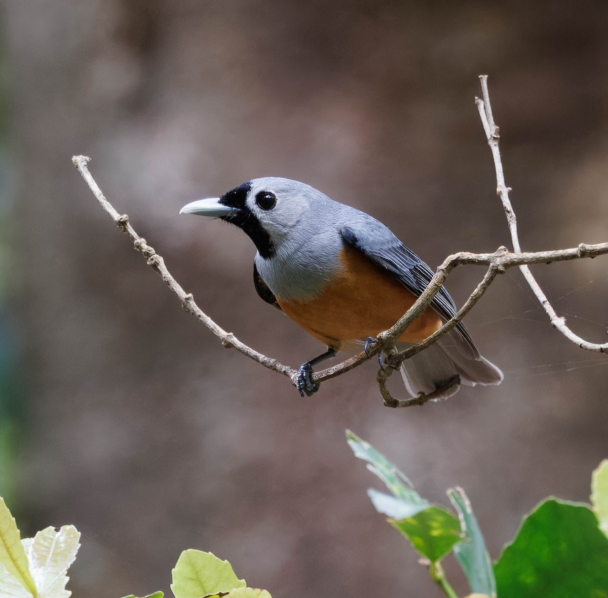 Black-faced Monarch - ML643866277