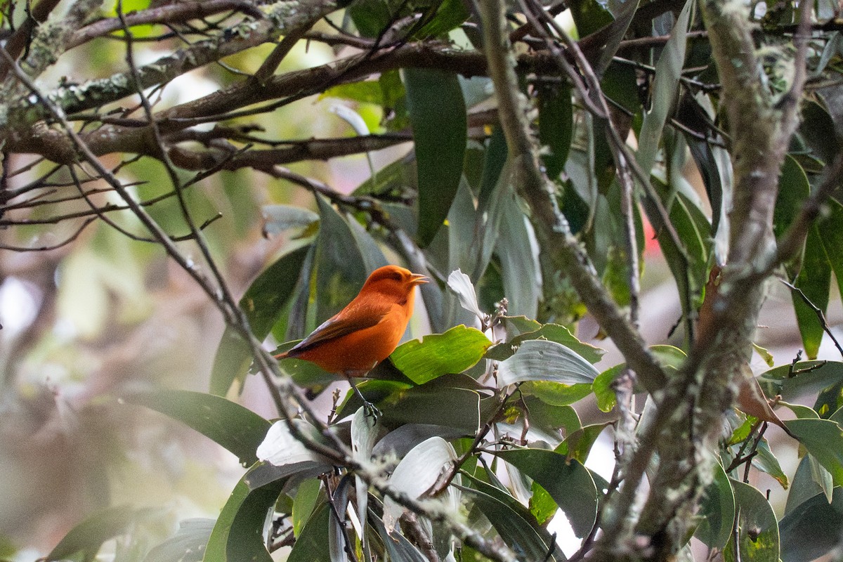 akepa havajská - ML643866279