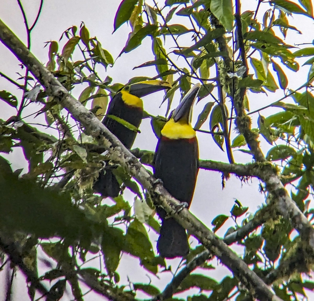 Yellow-throated Toucan (Chestnut-mandibled) - ML643866281