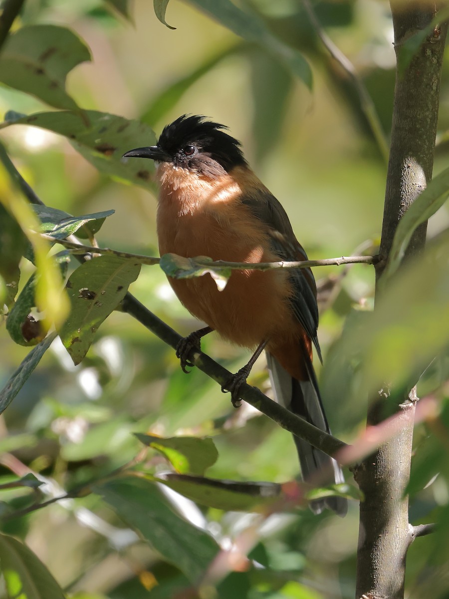 Rufous Sibia - ML643866289