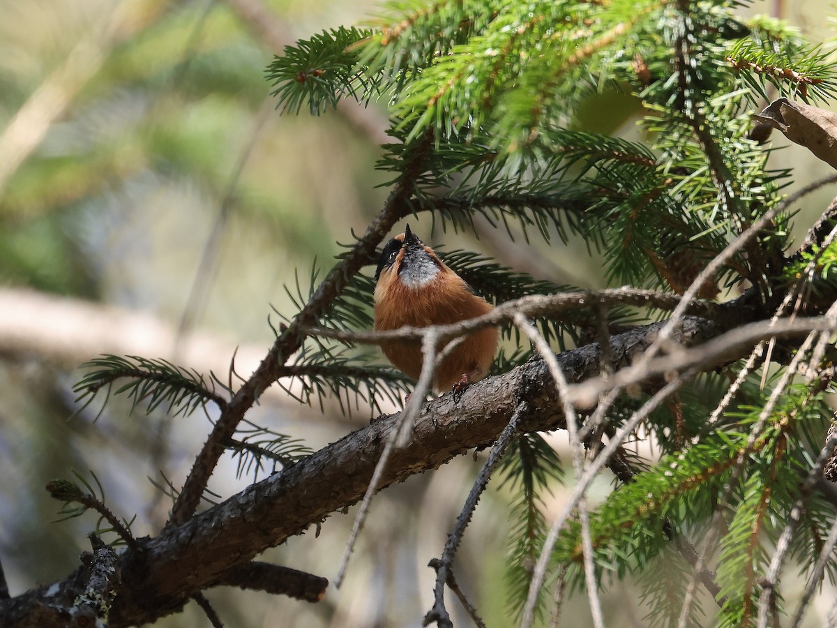 Black-browed Tit - ML643866298