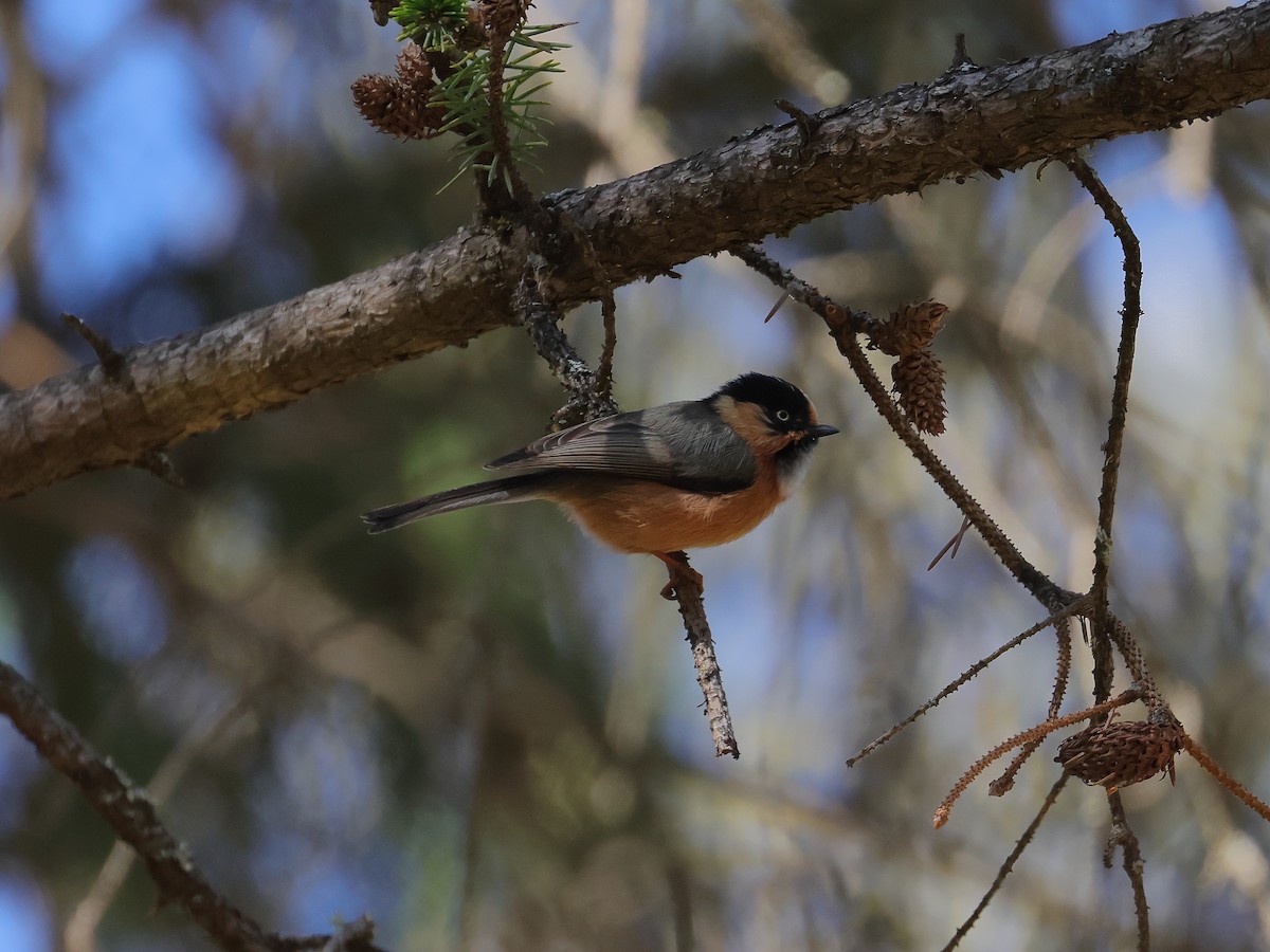 Black-browed Tit - ML643866299
