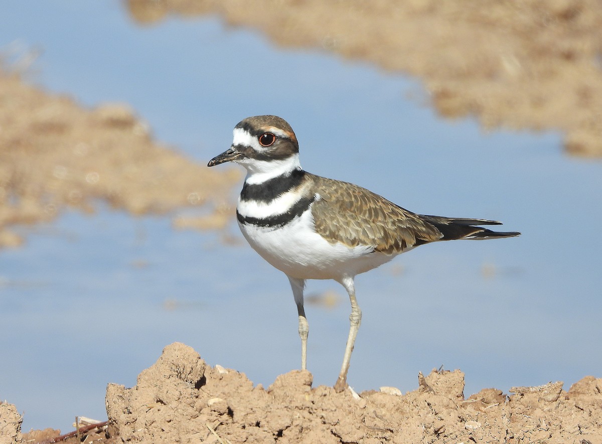 Killdeer - ML643866305