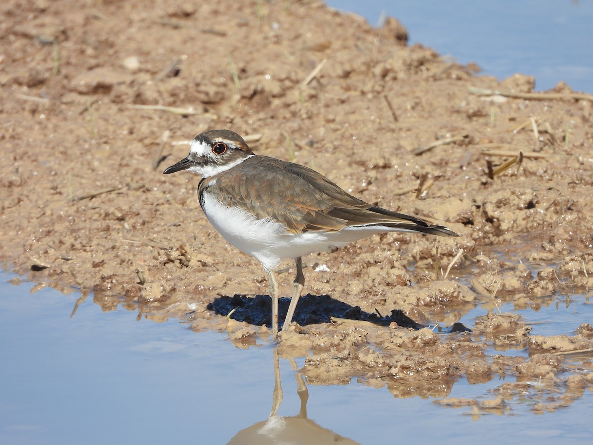 Killdeer - ML643866307