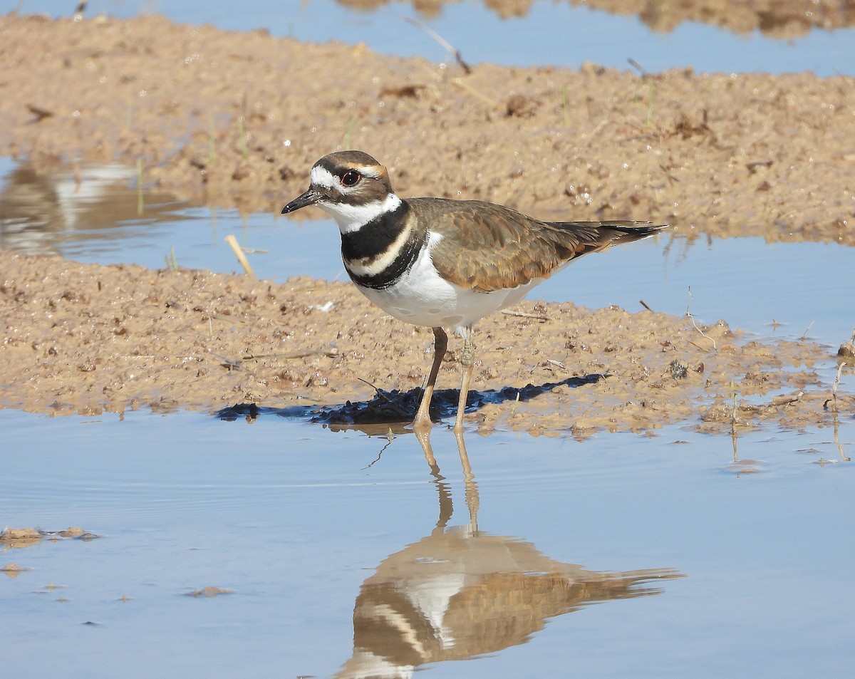 Killdeer - ML643866311