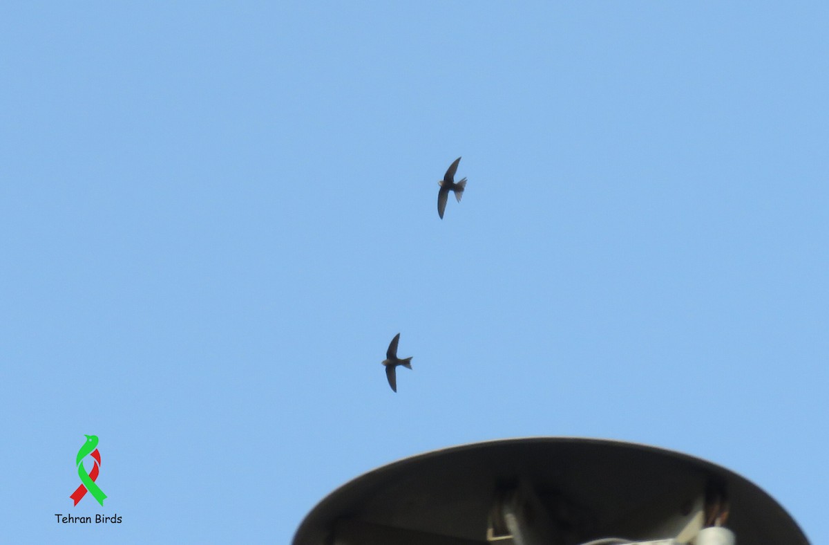 Common Swift - ML643866312